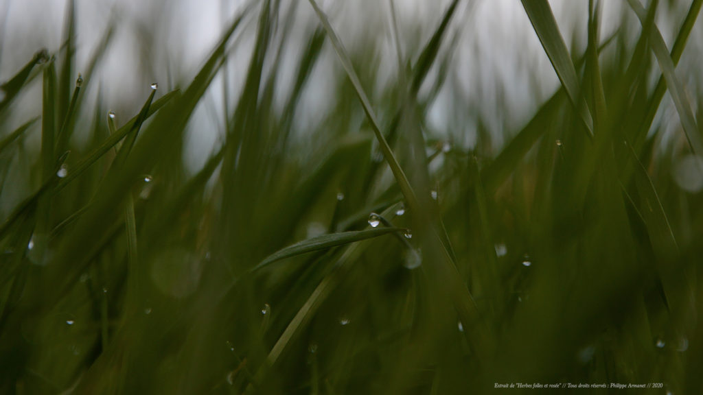Fond d'écran gratuit de nature