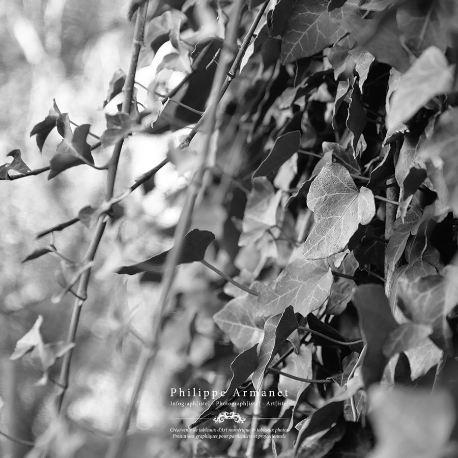Photo de Philippe Armanet