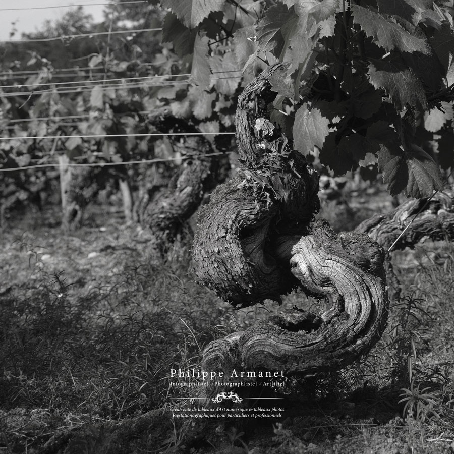 Vignes à Buxy, côte Chalonnaise