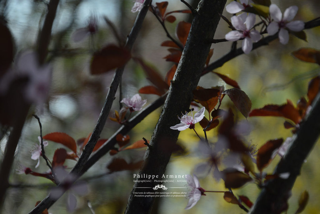 Photo de fleurs