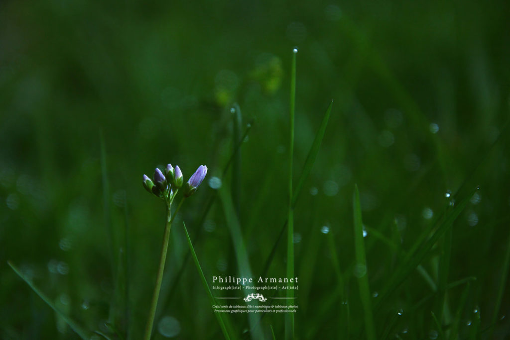Photo de nature en Saone et Loire