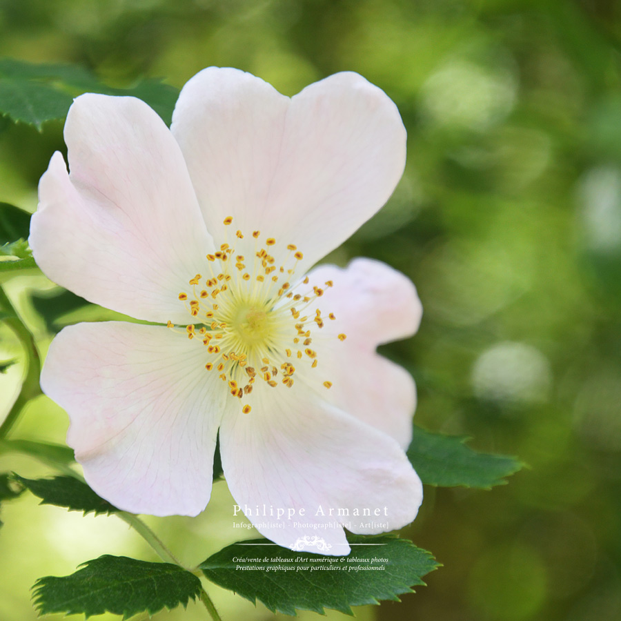 Idée cadeau : La photographie en tirage limité. Photo de fleurs.