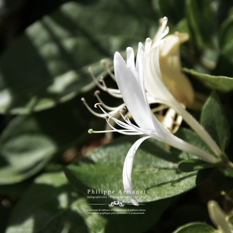 Photo de fleurs en tirage limité