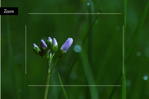 Photo monochrome de verts.