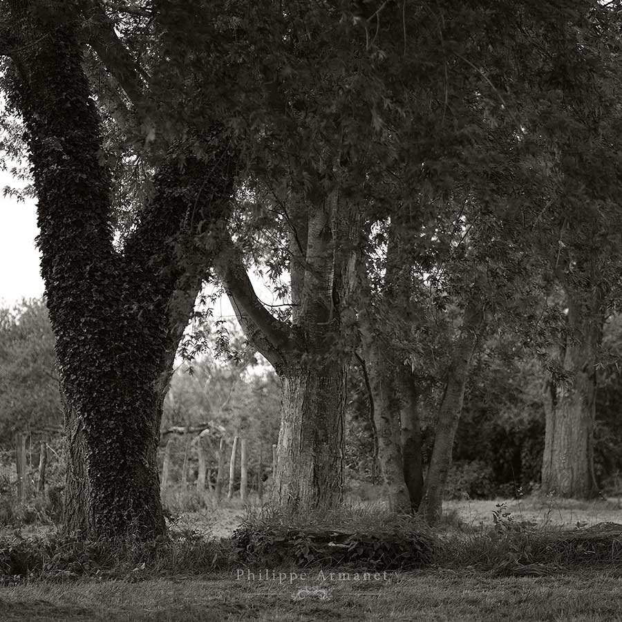 Photo monochrome format carré, Philippe Armanet