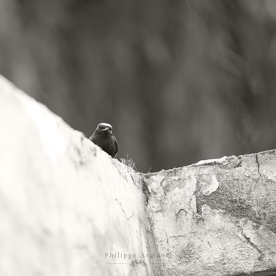 Photo monochrome, Philippe Armanet