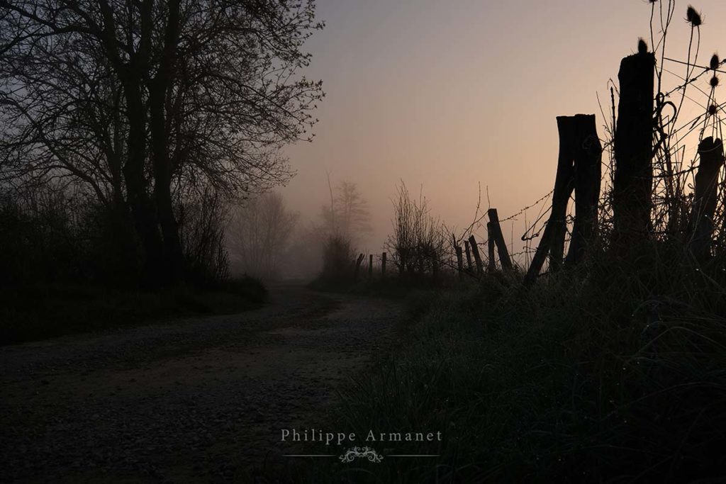 Photo de chemin dans la brume